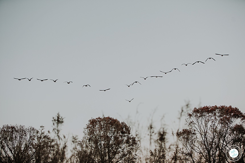 flock of geese flying over a field at Longwood Gardens in Pennsylvania

