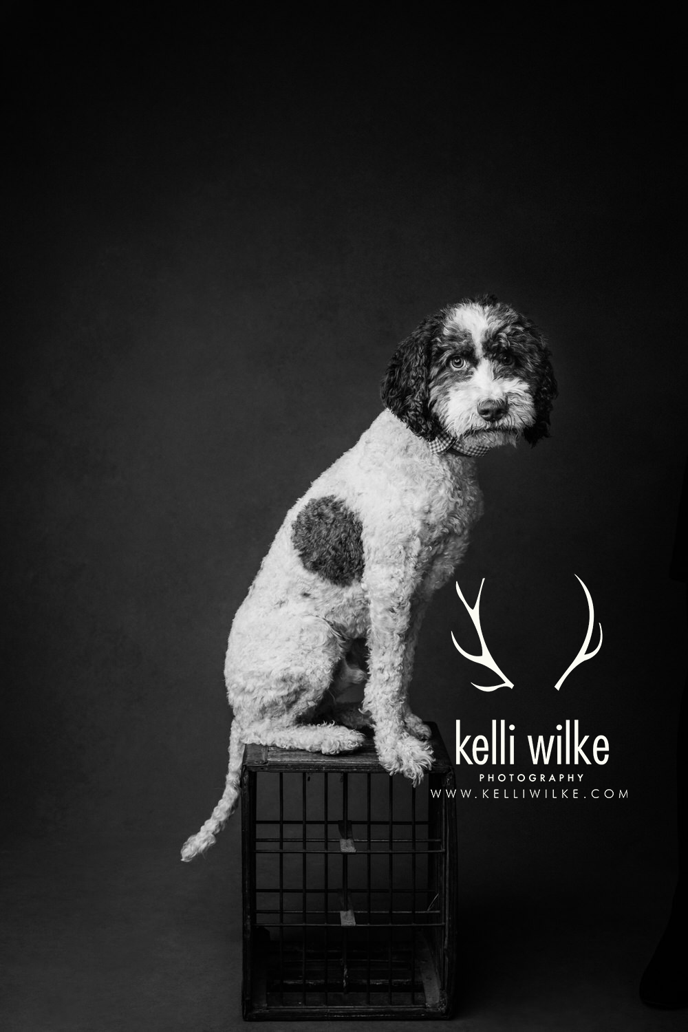 A black and white picture of a fuzzy white dog looking at the camera, sitting on a crate during a pet portrait session by Kelli Wilke Photography in Wilmington, Delaware. 