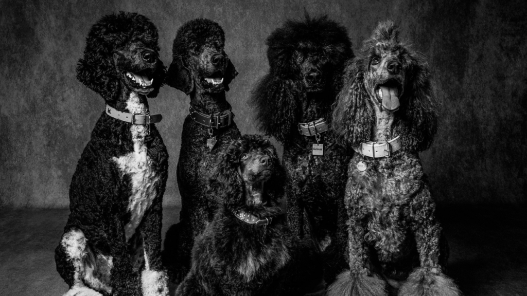 Pet photographer capturing a doodle in studio