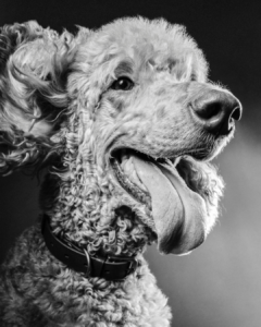 Pet photographer capturing a doodle in studio